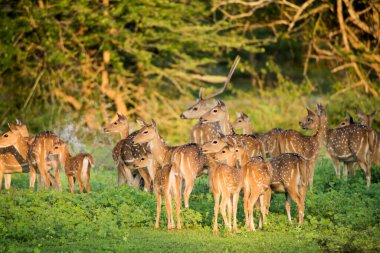 Yala Ulusal Parkı, Sri Lanka 'da bir grup geyik.