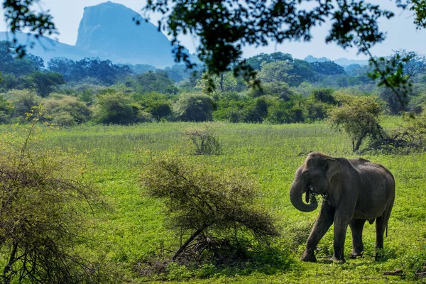 Sri Lanka, Yala Ulusal Parkı 'ndaki çayırlarda bir fil.