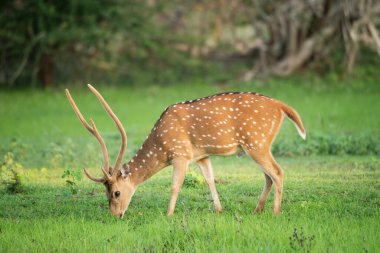 Yala Ulusal Parkı 'nda çimen yiyen güzel bir benekli geyik.