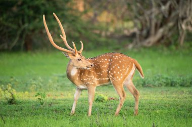 Yala Ulusal Parkı 'nda Benekli Geyik
