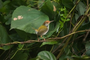 Ağaç dalında küçük bir kuş