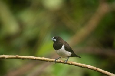 Ağaç dalında Beyaz-Rumped Munia kuşu