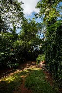 Kocaman ağaçları olan bir bahçeye benziyor.