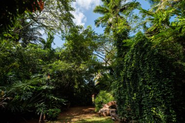 Geniş bir bahçe manzarası