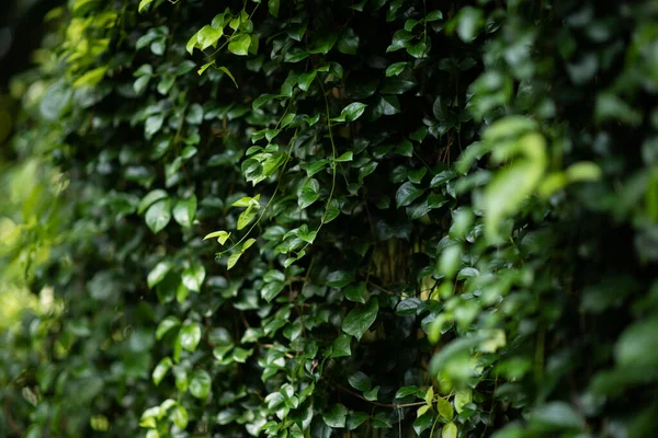 Bahçedeki yeşil yapraklı bitkilerin güzelliği