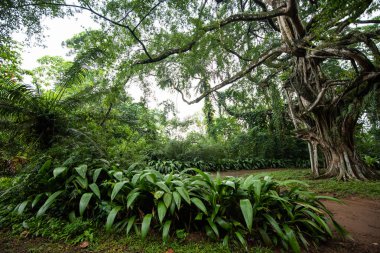 Kocaman ağaçlı bir bahçe.