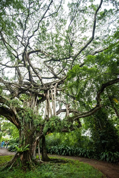 Güzel bir bahçede kocaman bir ağaç.