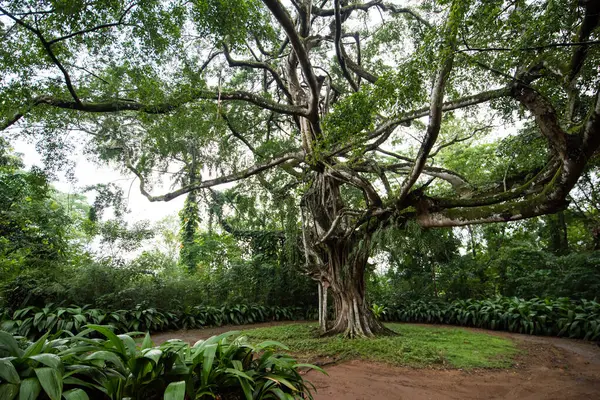 Kocaman bir ağacı olan güzel bir bahçe.