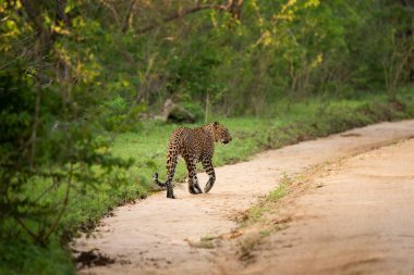 Orman yolunda yürüyen bir leopar.