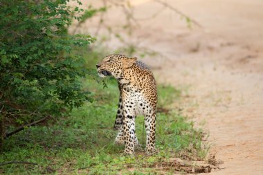 Çimlere bakan bir leopar.