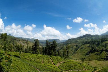 Sri Lanka, Sri Sri Lanka - Kasım 26, 2 0 17: Sri Lanka, Sri Lanka