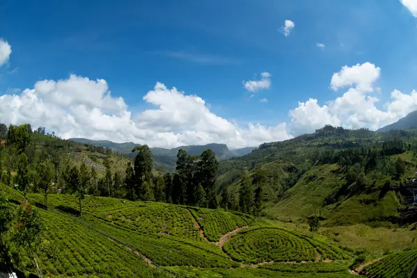 Sri Lanka 'daki güzel yeşil çay tarlası manzarası