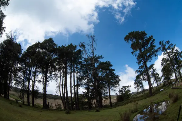 Dağların ve ormanın güzel manzarası