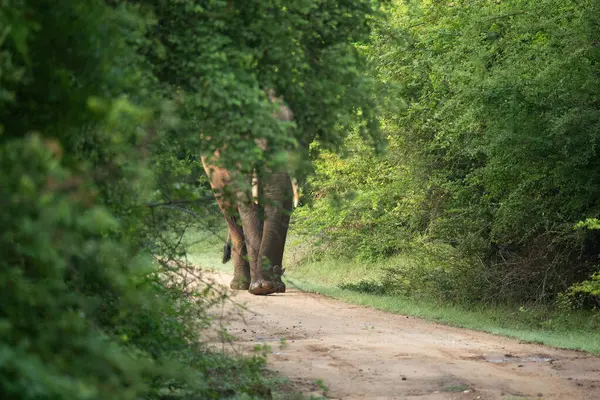 Yala Ulusal Parkı 'nda Güzel Fil, Sri Lanka