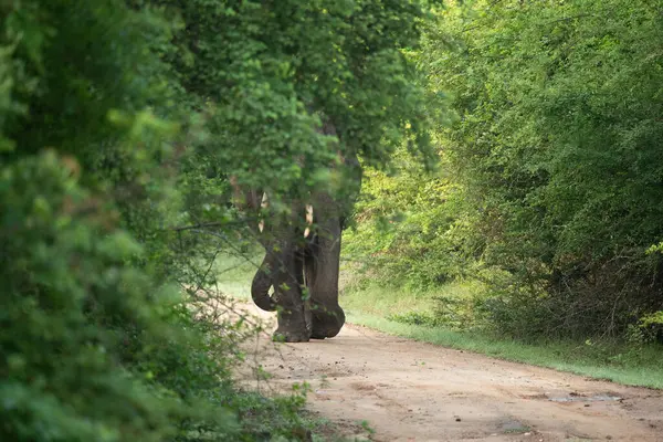 Orman yolunda bir fil.