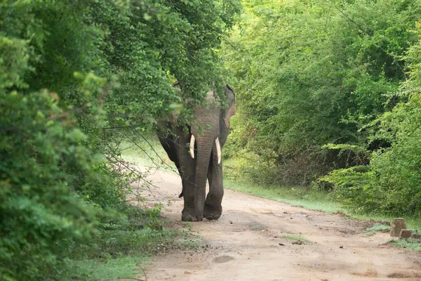 Yazın ağaçlar ve yeşil yapraklarla ormanda çamurlu bir yolda yürüyen bir fil.