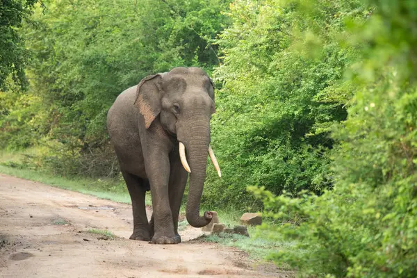 Ormandaki toprak yolda yürüyen bir fil.