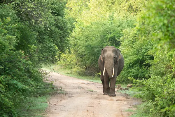 Yazın ağaçlar ve yeşil yapraklarla dolu çamurlu bir yolda yürüyen inanılmaz bir fil.