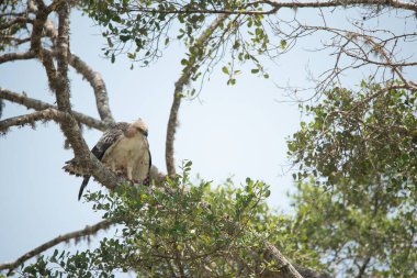 Sri Lanka 'daki Yala Ulusal Parkı' nda muhteşem bir Şahin Kartal ya da Değişken Şahin Kartal görüntüsü