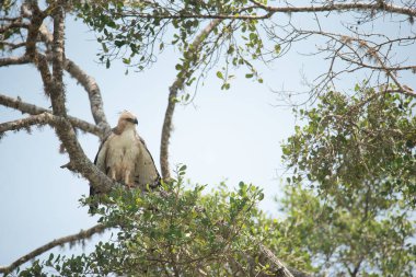 Sri Lanka 'daki Yala Ulusal Parkı' ndaki bir ağaç dalında bir armalı şahin ya da değişken şahin kartalı.