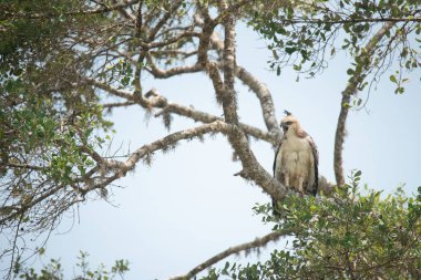 Sri Lanka 'daki Yala Ulusal Parkı' nda şaşırtıcı bir Şahin Kartal ya da Değişken Şahin Kartal