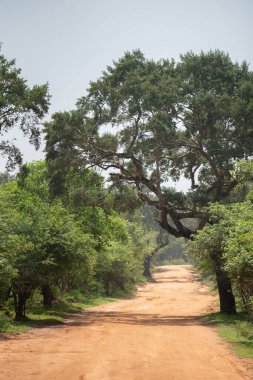 Sri Lanka 'daki Yala Milli Parkı' nın manzarası