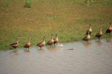 Sri Lanka 'daki Yala Ulusal Parkı' nda bir grup küçük ıslık çalan ördek.