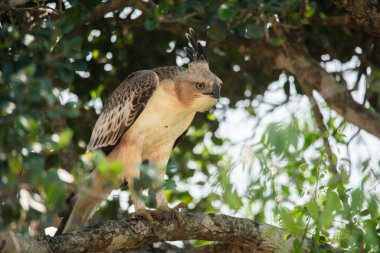 Yala Ulusal Parkı, Sri Lanka 'daki Değişken Şahin-Kartal' a yakından bakın.
