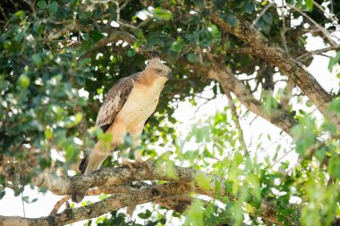 Yala Ulusal Parkı, Sri Lanka 'da güzel bir Şahin-Kartal ya da Değişken Şahin-Kartal