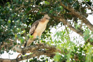 Sri Lanka 'daki Yala Ulusal Parkı' nda bir Şahin-Kartal.