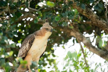 Yala Ulusal Parkı, Sri Lanka 'daki Değişken Şahin-Kartal' a yakından bakın.