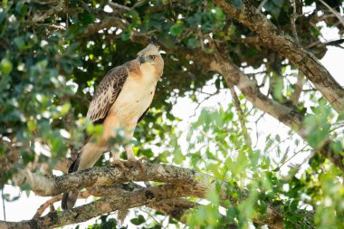 Sri Lanka 'daki Yala Ulusal Parkı' nda bir Şahin-Kartal.