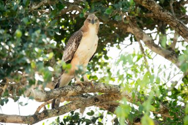 Yala Ulusal Parkı, Sri Lanka 'da şaşırtıcı bir Şahin-Kartal ya da Değişken Şahin-Kartal