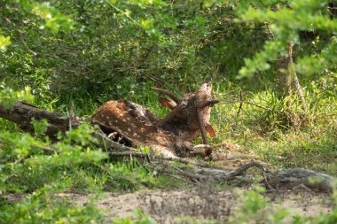 Sri Lanka 'daki Yala Ulusal Parkı' nda benekli bir geyik leşi.