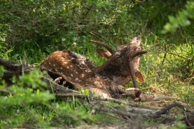 Sri Lanka 'daki Yala Ulusal Parkı' nda benekli bir geyiğin leşine yakından bakın.