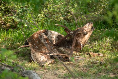 Sri Lanka 'daki Yala Ulusal Parkı' nda benekli bir geyik leşinin yakın çekimi.