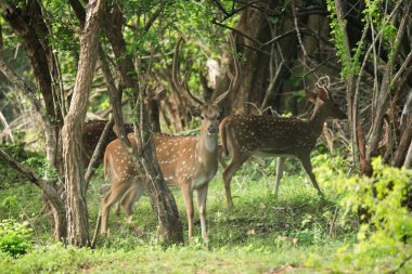 Yala Ulusal Parkı, Sri Lanka 'da Benekli Vahşi Geyik