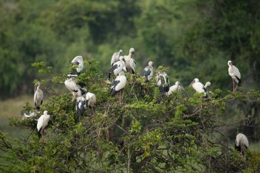 Yala Ulusal Parkı 'nda Asya açılış güzergahı (Anastomus oscitans) kuş sürüsü