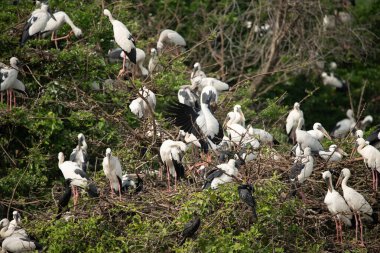 Yala Ulusal Parkı 'nda güzel bir Asya açılış gagası sürüsü (Anastomus oscitans)