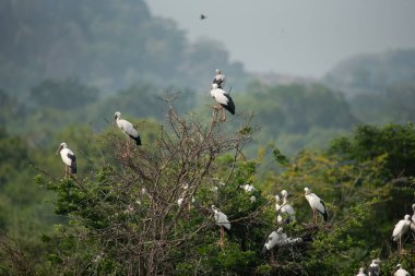 Yala Ulusal Parkı 'nda Asya açılış güzergahı (Anastomus oscitans) kuş sürüsü