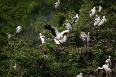 Bir grup Asya açılış gagası (Anastomus oscitans) ağaçtaki kuşlar