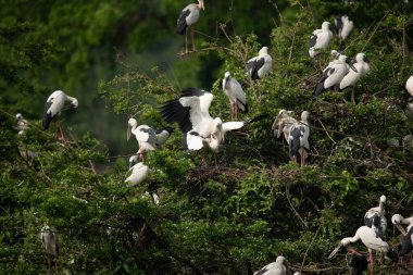 Yala Ulusal Parkı 'nda inanılmaz bir Asya açılış gagası sürüsü (Anastomus oscitans)