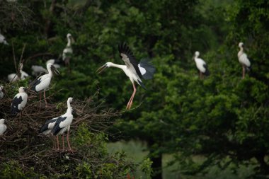 Yeşillik üzerinde uçan güzel bir Asya açılış gagası (Anastomus oscitans) kuşu