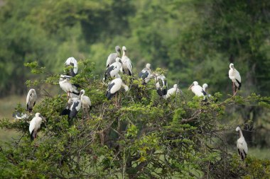 Bir grup Asya açılış gagası (Anastomus oscitans) kuşu