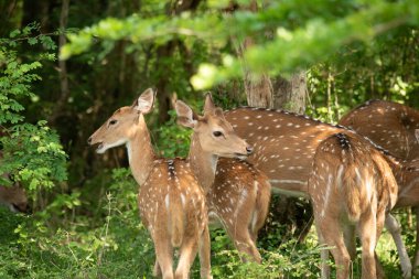 Benekli geyiklere (Eksen), Yala Ulusal Parkı, Sri Lanka
