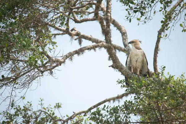 Sri Lanka 'daki Yala Ulusal Parkı' nda zarif bir Şahin Kartalı ya da Değişken Şahin Kartal