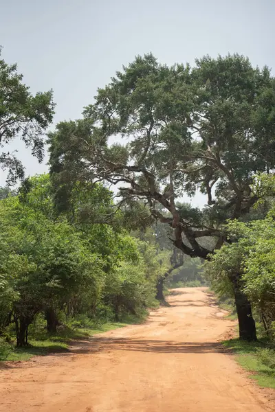 Sri Lanka 'daki Yala Milli Parkı' nın manzarası