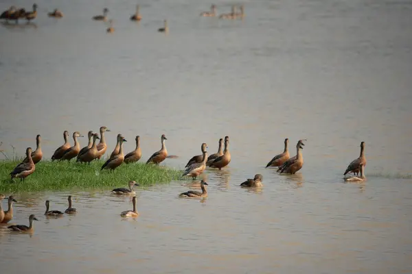Küçük Islık Ördekleri - Yala Ulusal Parkı - Sri Lanka
