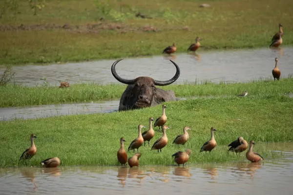 Yala Ulusal Parkı, Sri Lanka 'da bir su birikintisinde Vahşi Su Bufalosu