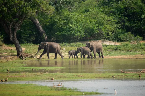 Sri Lanka 'daki Yala Ulusal Parkı' ndaki su birikintisinin yanında bir Asya fili ailesi.